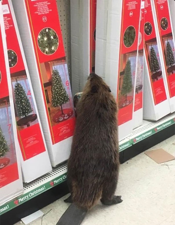 beaver dollar store christmas tree shopping 1