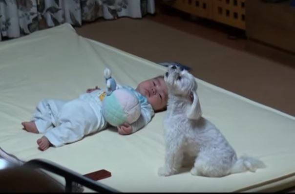 video adorabil cum reactioneaza acest catelus atunci cand bebelusul incepe sa planga size19