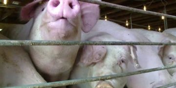 barbat bancat de porci botosani