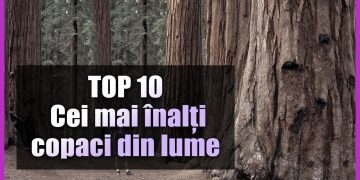 cei mai inalti copaci din lume
