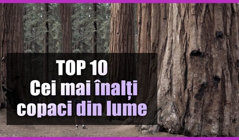 TOP 10 cei mai înalți copaci din lume – dimensiunile lor sunt uimitoare!