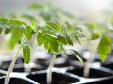 tomato seedlings 1254x627 1